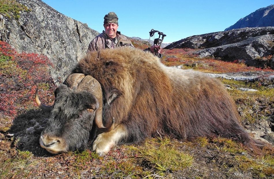 Muskox hunting in Greenland